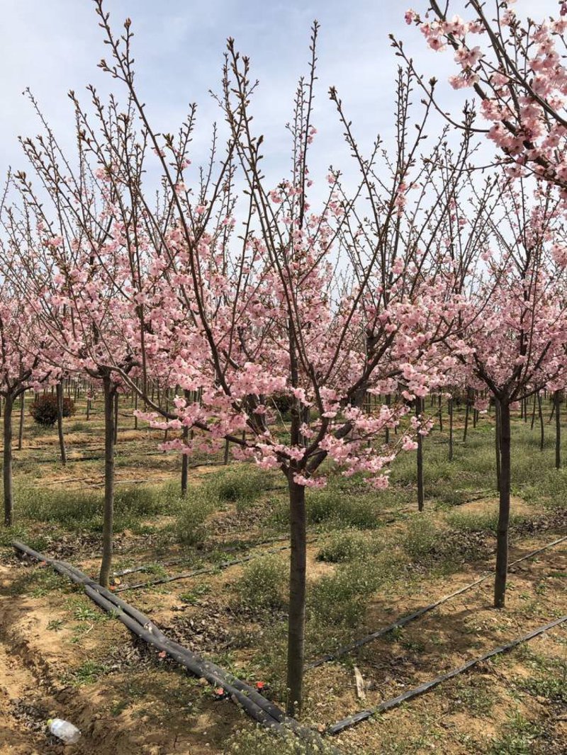 红枫苗木基地:自然之美与生态之重
