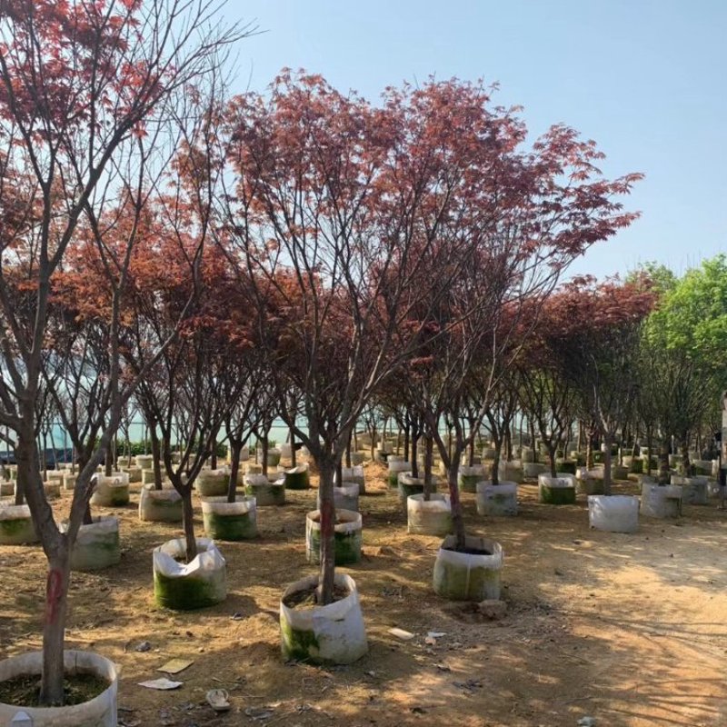 九江市的绿意生活：红枫园艺引领绿化新潮流